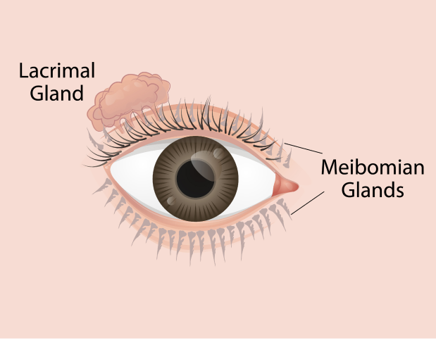 CMER Eye Center_ types of dry eyes