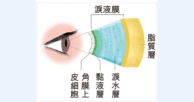 淚液膜結構（圖中不反映真實厚度比例）：從內到外分別是黏液層、淚水層和脂質層。其中脂質層由瞼板腺分泌的油脂構成。（作者圖片）